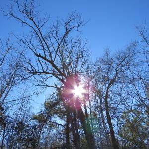 Photo of SOLD!  50 Acres of Farm and Timber Land For Sale in Cumberland County NC!