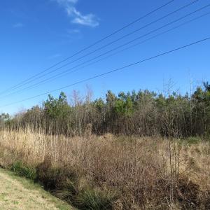 Photo of SOLD!  50 Acres of Farm and Timber Land For Sale in Cumberland County NC!