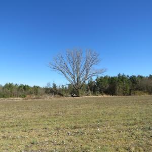 Photo of SOLD!  50 Acres of Farm and Timber Land For Sale in Cumberland County NC!