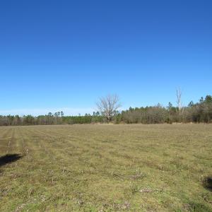 Photo of SOLD!  50 Acres of Farm and Timber Land For Sale in Cumberland County NC!