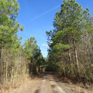 Photo of UNDER CONTRACT!  1383 Acres of Timber and Farm Land For Sale in Robeson County NC!