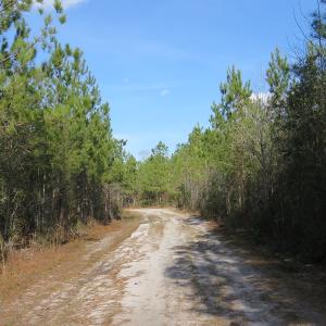 Photo of UNDER CONTRACT!  1383 Acres of Timber and Farm Land For Sale in Robeson County NC!
