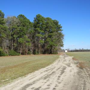 Photo of UNDER CONTRACT!  1383 Acres of Timber and Farm Land For Sale in Robeson County NC!