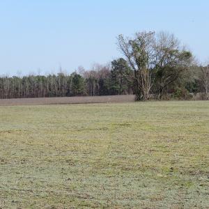 Photo of UNDER CONTRACT!  1383 Acres of Timber and Farm Land For Sale in Robeson County NC!