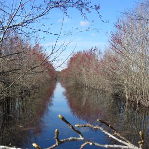 Photo of UNDER CONTRACT!  1383 Acres of Timber and Farm Land For Sale in Robeson County NC!