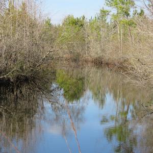 Photo of UNDER CONTRACT!  1383 Acres of Timber and Farm Land For Sale in Robeson County NC!