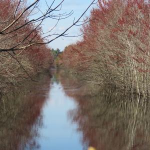 Photo of UNDER CONTRACT!  1383 Acres of Timber and Farm Land For Sale in Robeson County NC!