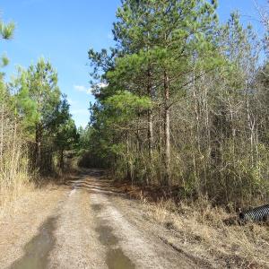 Photo of UNDER CONTRACT!  1383 Acres of Timber and Farm Land For Sale in Robeson County NC!