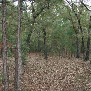 Photo of UNDER CONTRACT!  25 Acres of Hunting Land For Sale in Bladen County NC!