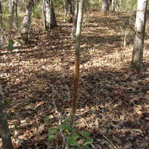 Photo of UNDER CONTRACT!  25 Acres of Hunting Land For Sale in Bladen County NC!