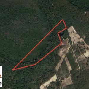 Photo of UNDER CONTRACT!  25 Acres of Hunting Land For Sale in Bladen County NC!