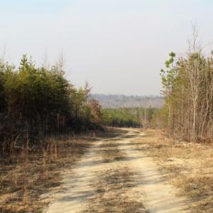 Photo of UNDER CONTRACT!  96 Acres of Recreational Land For Sale in Nottoway County VA!