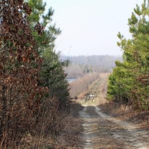 Photo of UNDER CONTRACT!  96 Acres of Recreational Land For Sale in Nottoway County VA!