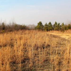 Photo of UNDER CONTRACT!  96 Acres of Recreational Land For Sale in Nottoway County VA!