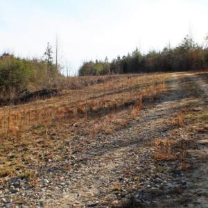 Photo of UNDER CONTRACT!  96 Acres of Recreational Land For Sale in Nottoway County VA!