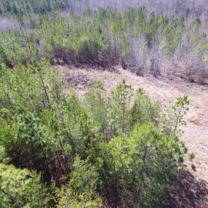 Photo of UNDER CONTRACT!  15 acres of Recreational Land or Sale in Charlotte County VA!