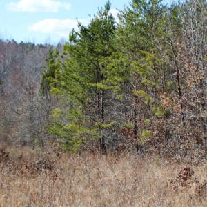 Photo of UNDER CONTRACT!  15 acres of Recreational Land or Sale in Charlotte County VA!