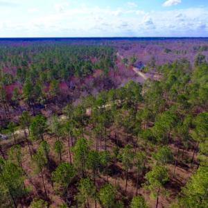 Photo of UNDER CONTRACT!  212 Acre Riverfront Hunting Land for Sale in Duplin County NC!