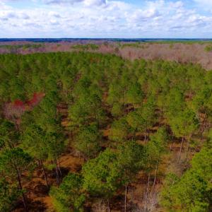 Photo of UNDER CONTRACT!  212 Acre Riverfront Hunting Land for Sale in Duplin County NC!