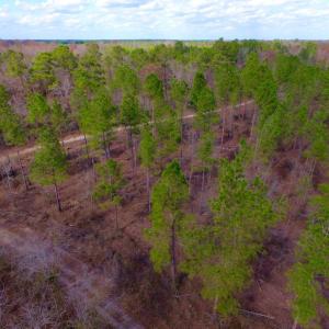 Photo of UNDER CONTRACT!  212 Acre Riverfront Hunting Land for Sale in Duplin County NC!