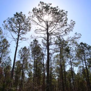 Photo of UNDER CONTRACT!  212 Acre Riverfront Hunting Land for Sale in Duplin County NC!