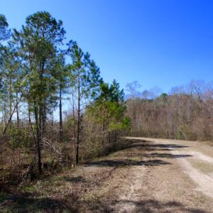 Photo of UNDER CONTRACT!  212 Acre Riverfront Hunting Land for Sale in Duplin County NC!
