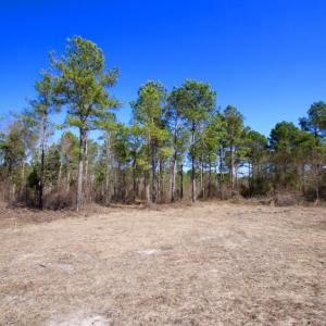 Photo of UNDER CONTRACT!  212 Acre Riverfront Hunting Land for Sale in Duplin County NC!
