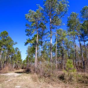 Photo of UNDER CONTRACT!  212 Acre Riverfront Hunting Land for Sale in Duplin County NC!