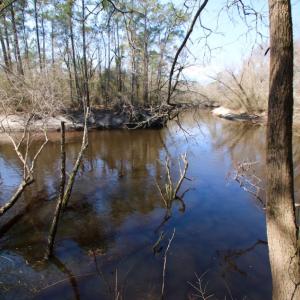 Photo of UNDER CONTRACT!  212 Acre Riverfront Hunting Land for Sale in Duplin County NC!