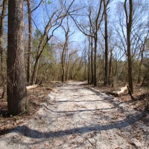 Photo of UNDER CONTRACT!  212 Acre Riverfront Hunting Land for Sale in Duplin County NC!