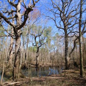 Photo of UNDER CONTRACT!  212 Acre Riverfront Hunting Land for Sale in Duplin County NC!