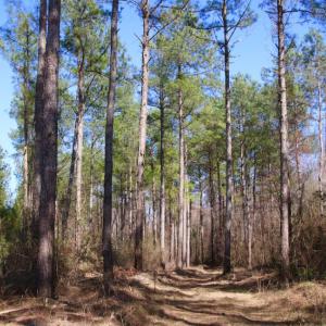 Photo of UNDER CONTRACT!  212 Acre Riverfront Hunting Land for Sale in Duplin County NC!
