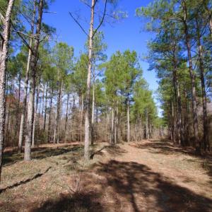 Photo of UNDER CONTRACT!  212 Acre Riverfront Hunting Land for Sale in Duplin County NC!