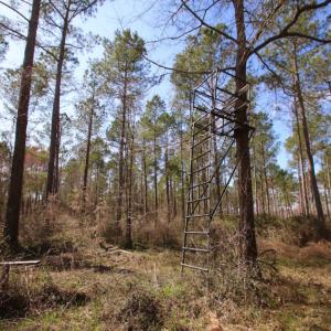 Photo of UNDER CONTRACT!  212 Acre Riverfront Hunting Land for Sale in Duplin County NC!