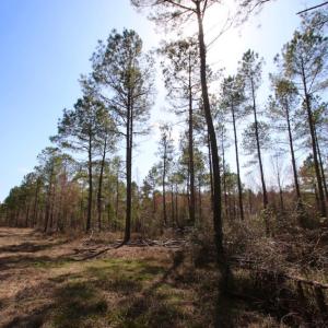Photo of UNDER CONTRACT!  212 Acre Riverfront Hunting Land for Sale in Duplin County NC!