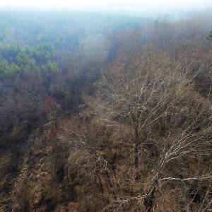 Photo of SOLD!  43 Acres of Recreational Land For Sale in Nottoway County VA!