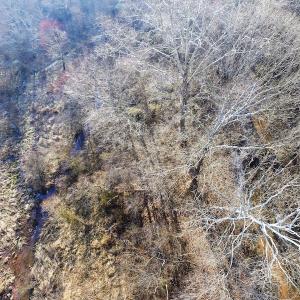 Photo of SOLD!  43 Acres of Recreational Land For Sale in Nottoway County VA!
