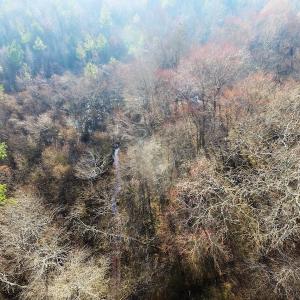 Photo of SOLD!  43 Acres of Recreational Land For Sale in Nottoway County VA!