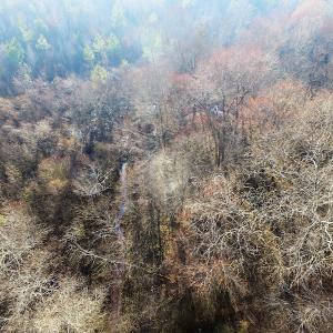 Photo of SOLD!  43 Acres of Recreational Land For Sale in Nottoway County VA!