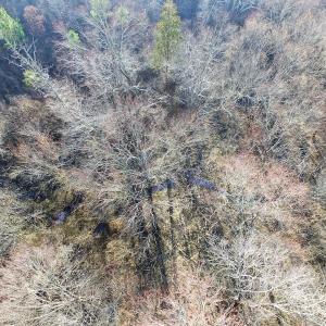 Photo of SOLD!  43 Acres of Recreational Land For Sale in Nottoway County VA!