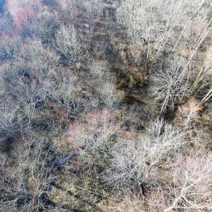 Photo of SOLD!  43 Acres of Recreational Land For Sale in Nottoway County VA!