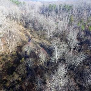 Photo of SOLD!  43 Acres of Recreational Land For Sale in Nottoway County VA!