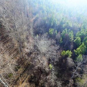 Photo of SOLD!  43 Acres of Recreational Land For Sale in Nottoway County VA!