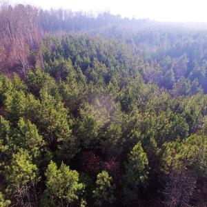 Photo of SOLD!  43 Acres of Recreational Land For Sale in Nottoway County VA!