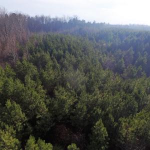 Photo of SOLD!  43 Acres of Recreational Land For Sale in Nottoway County VA!