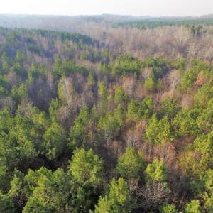 Photo of SOLD!  43 Acres of Recreational Land For Sale in Nottoway County VA!