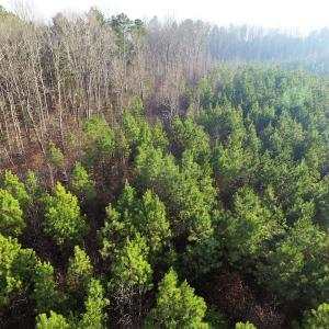 Photo of SOLD!  43 Acres of Recreational Land For Sale in Nottoway County VA!