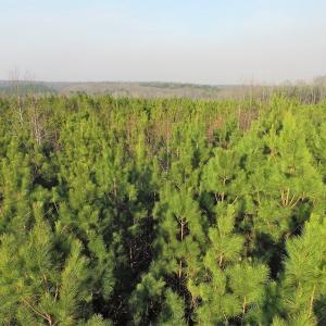 Photo of SOLD!  43 Acres of Recreational Land For Sale in Nottoway County VA!