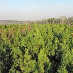 Photo of SOLD!  43 Acres of Recreational Land For Sale in Nottoway County VA!