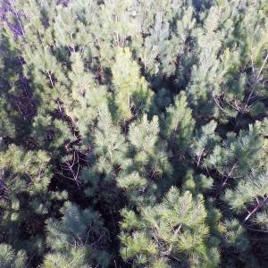 Photo of SOLD!  43 Acres of Recreational Land For Sale in Nottoway County VA!